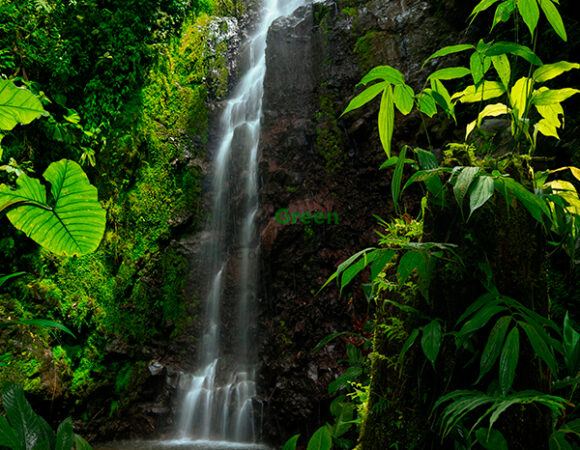 Aventura en el Bosque Lluvioso