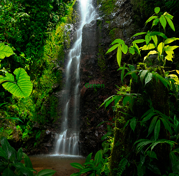 Aventura en el Bosque Lluvioso