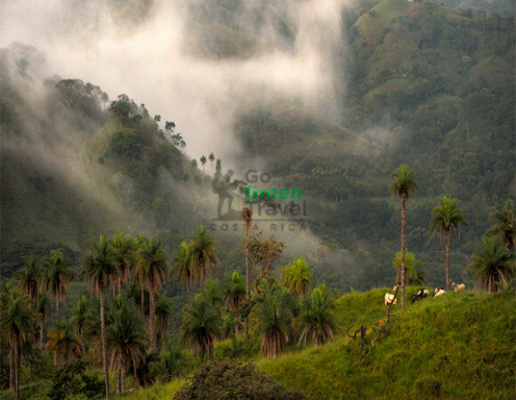 Bosque Nuboso