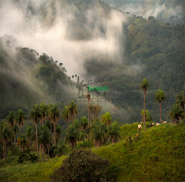 Bosque Nuboso