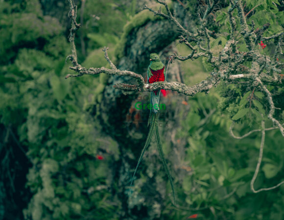 Monteverde: Tierra de Quetzales
