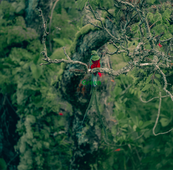 Monteverde: Tierra de Quetzales
